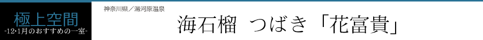 海石榴 つばき「花富貴」