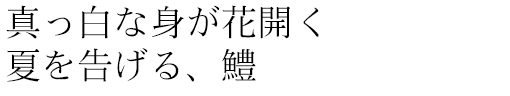 真っ白な身が花開く夏を告げる、鱧